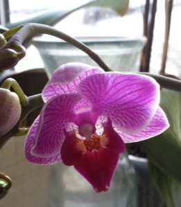 Dave's orchid blooming again